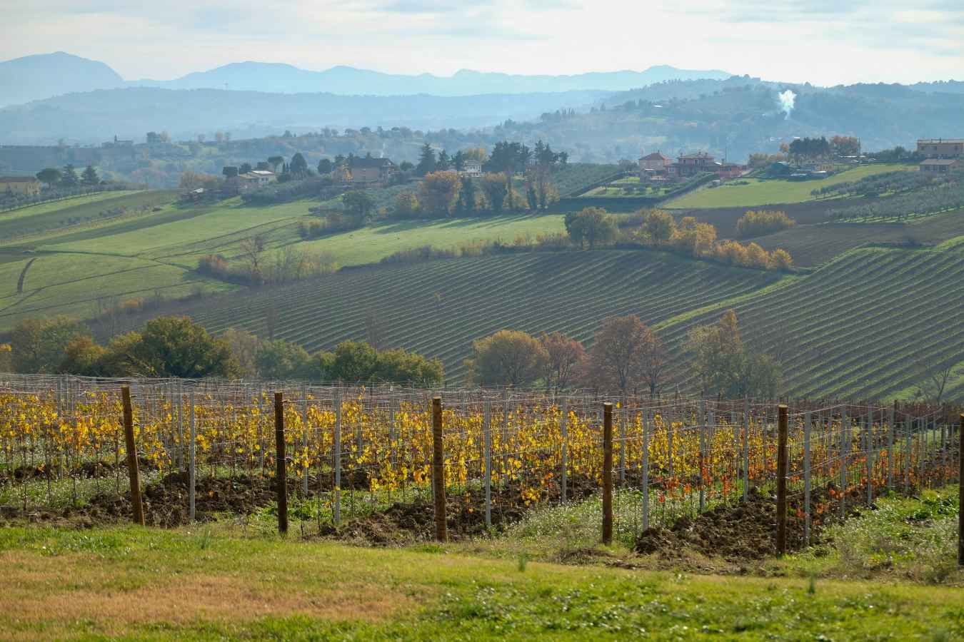 The rolling vineyards