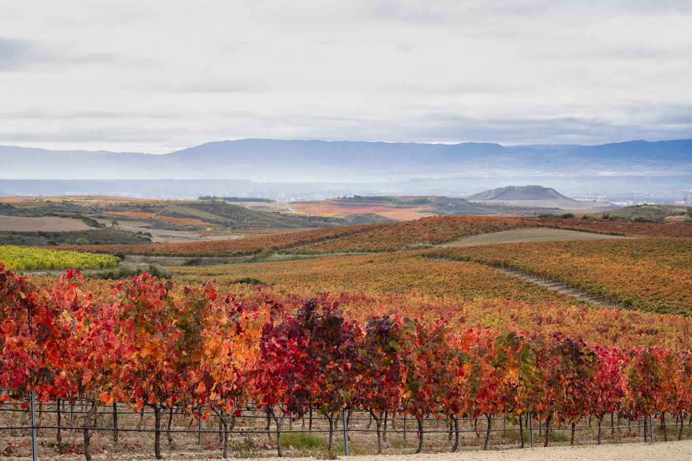Valdemar Vineyards