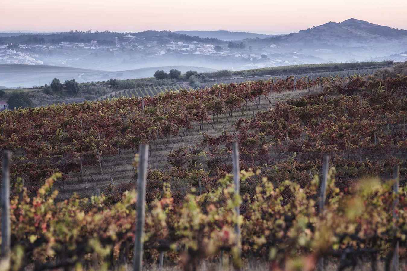 The Quinta de Chocapalha vineyards