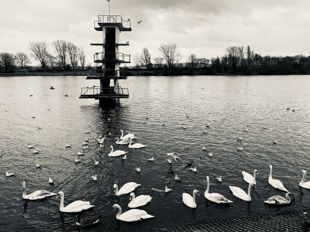 Swan in Lake Norwich
