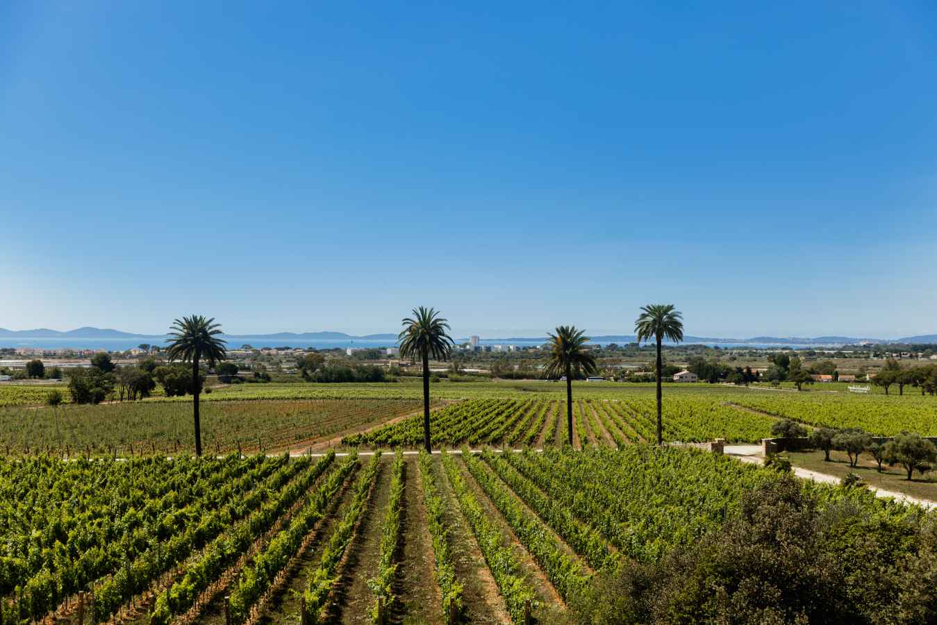 Galoupet Vineyards