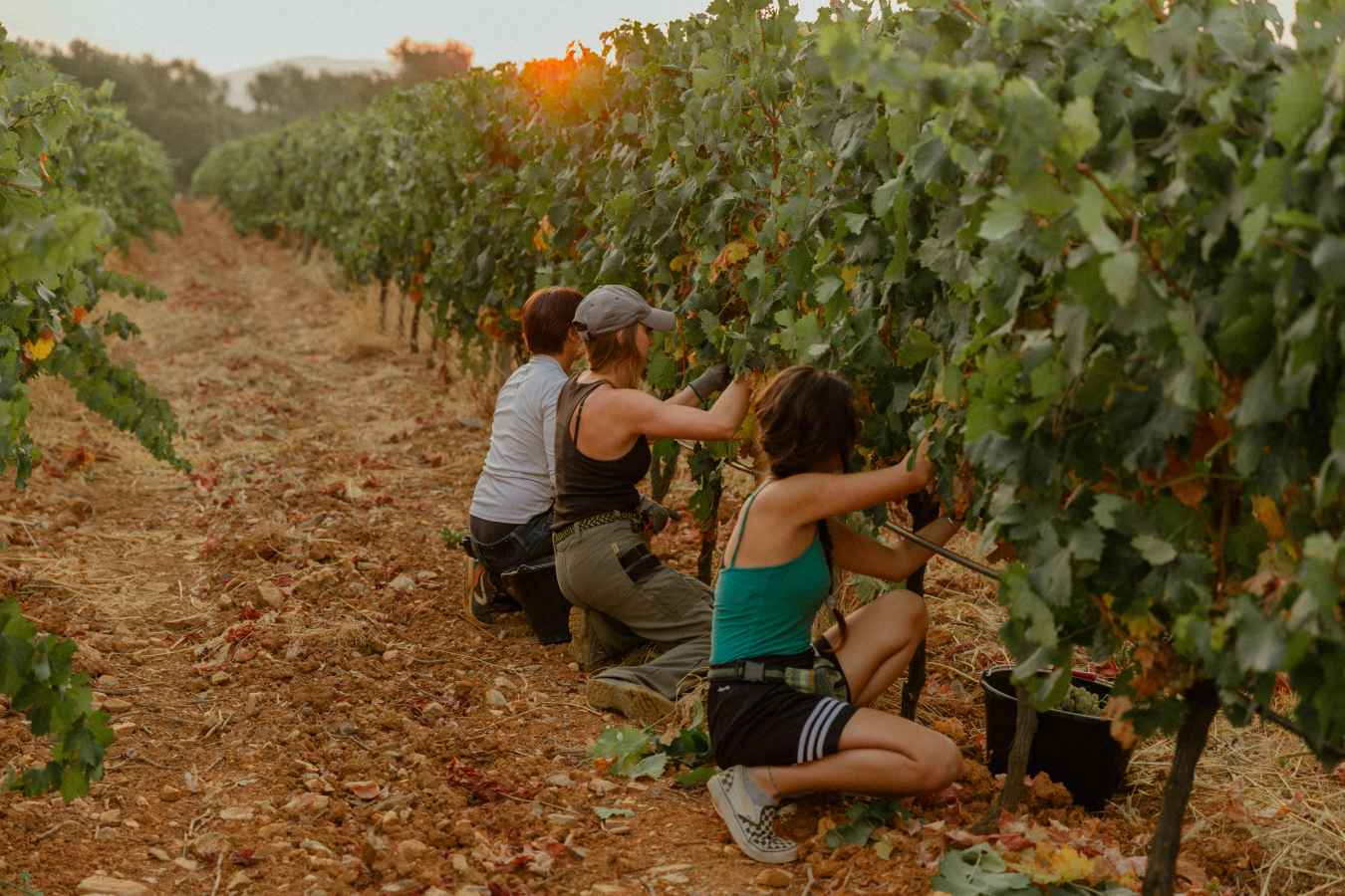 Galoupet Harvest