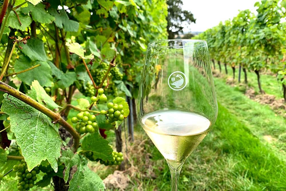 Tour the Vineyards