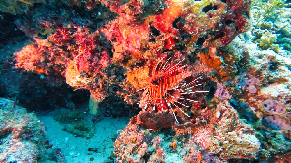 TGI Diving Cora Cora Maldives
