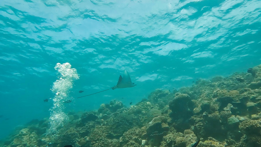 TGI Diving Cora Cora Maldives