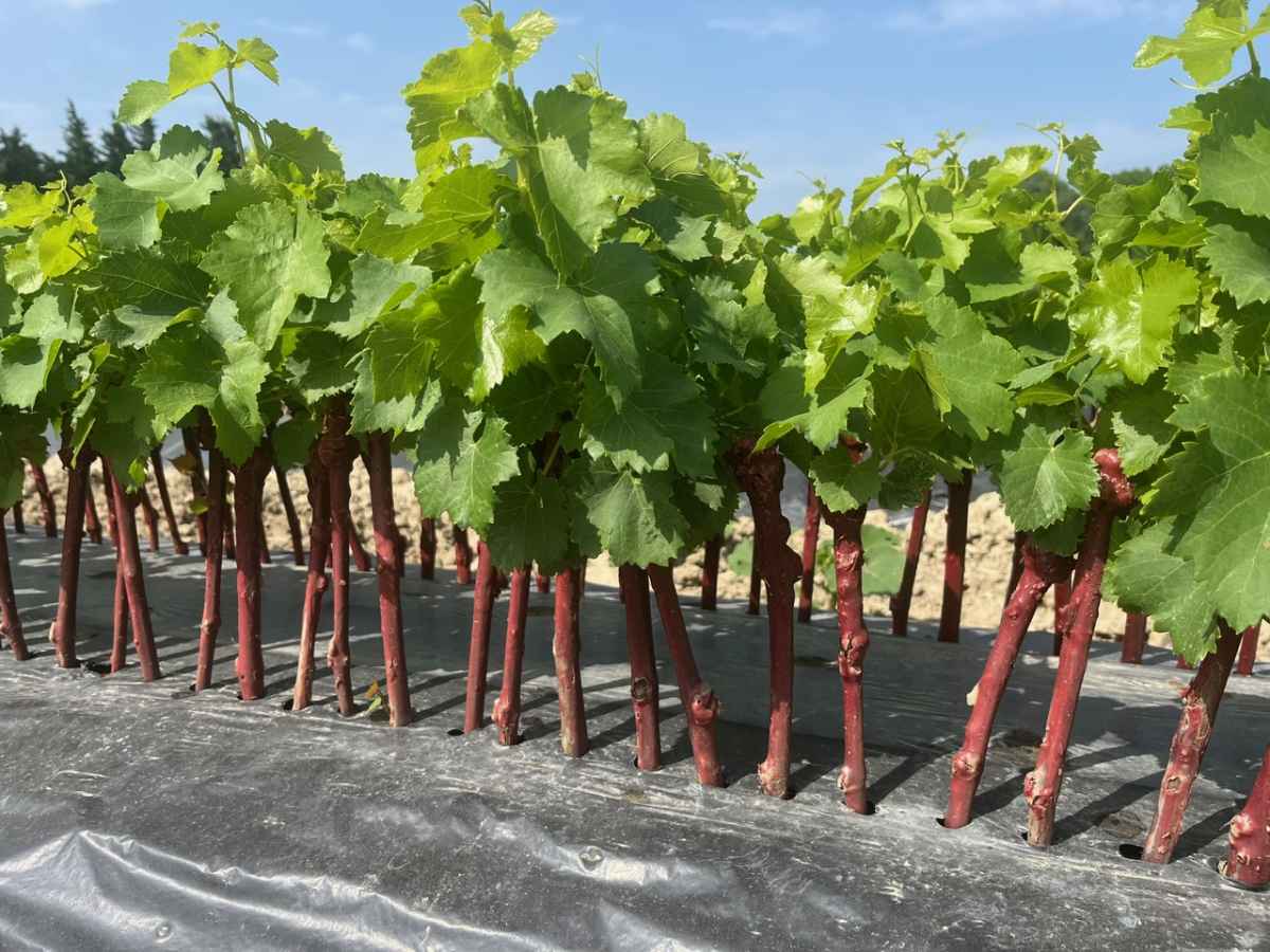 Domaine Fontaine du Clos Vine Nursery