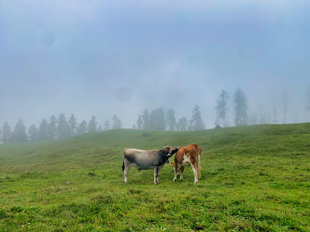 Cyprianerhof Dolomites Hotel Review Cyprianerhof Dolomites Hotel Review