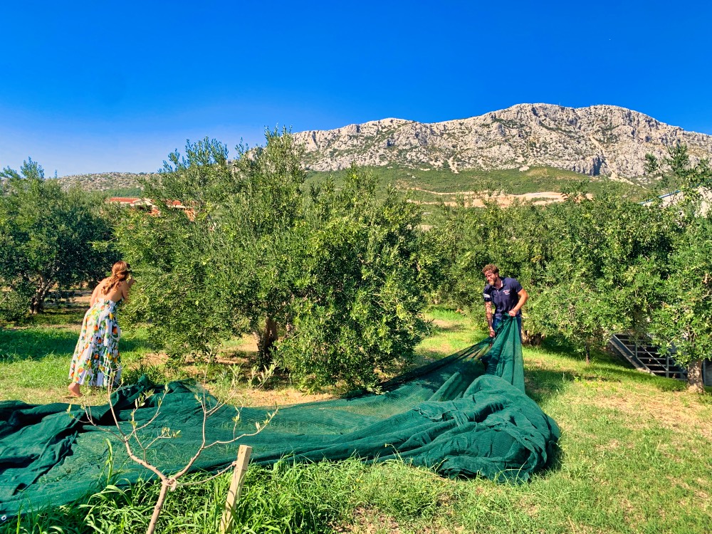Picking Olives Split Croatia