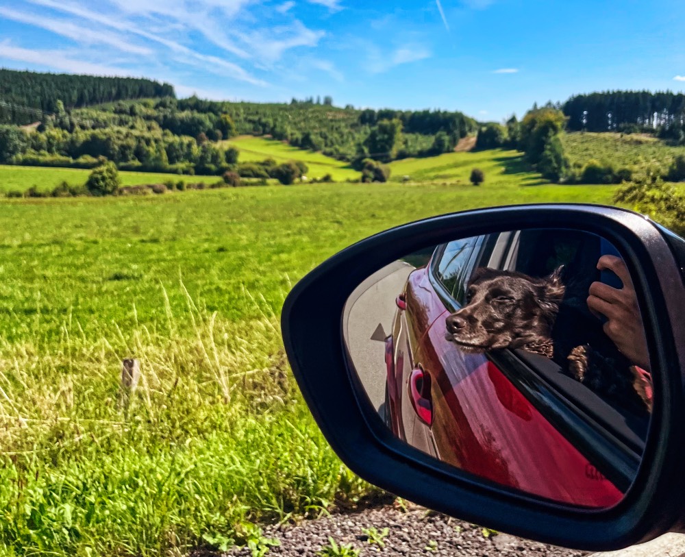 Alfa Romeo Stelvio Quadrifoglio 2025 Review