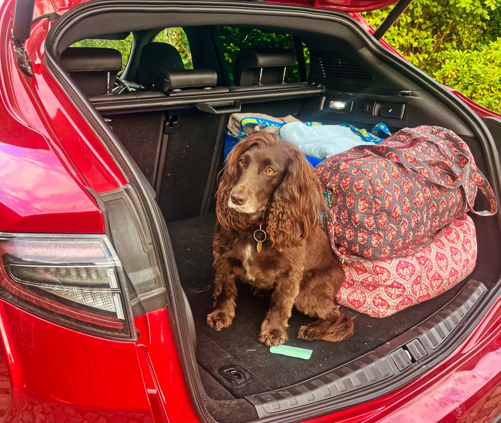 Alfa Romeo Stelvio Quadrifoglio 2025 Review