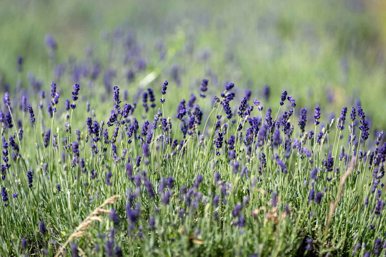 Lavender growing