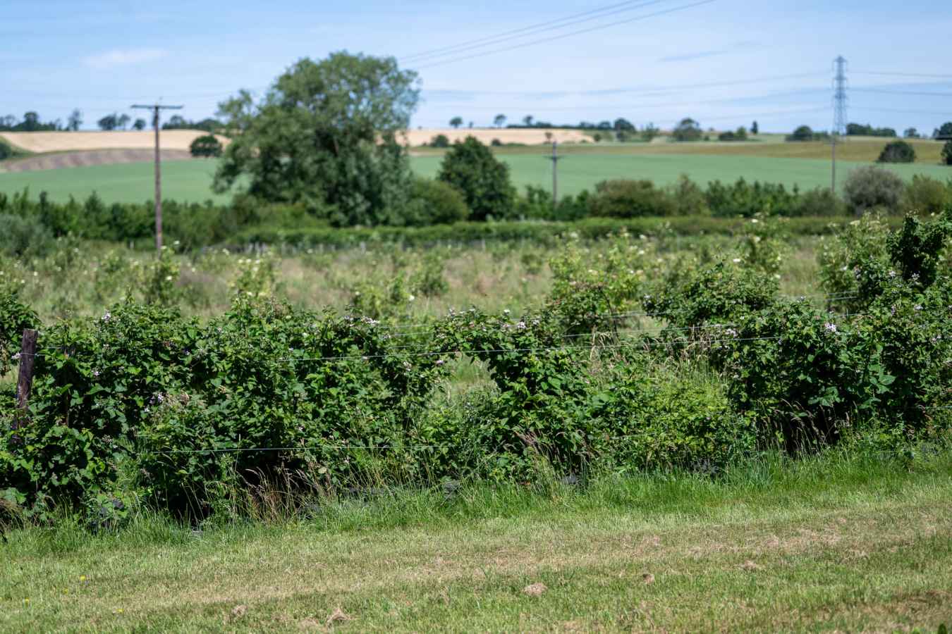 The hedgerow and far reaching views