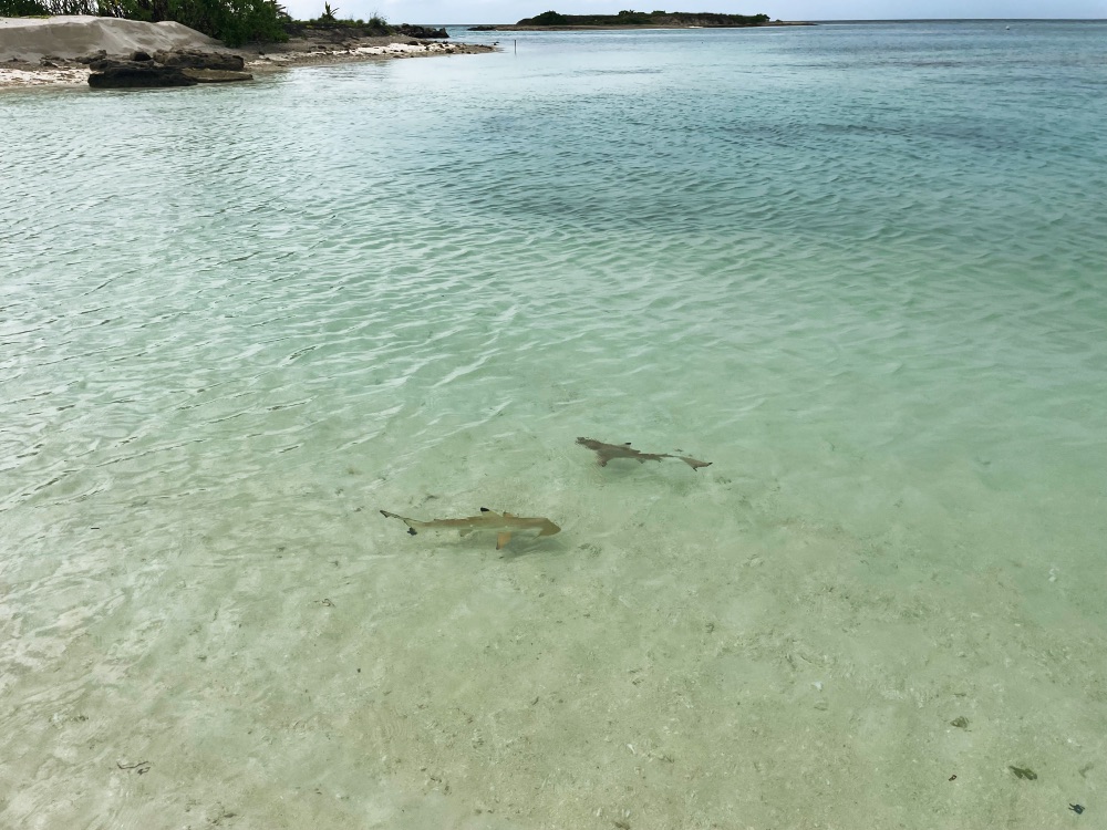 Le Méridien Maldives Resort & Spa Review