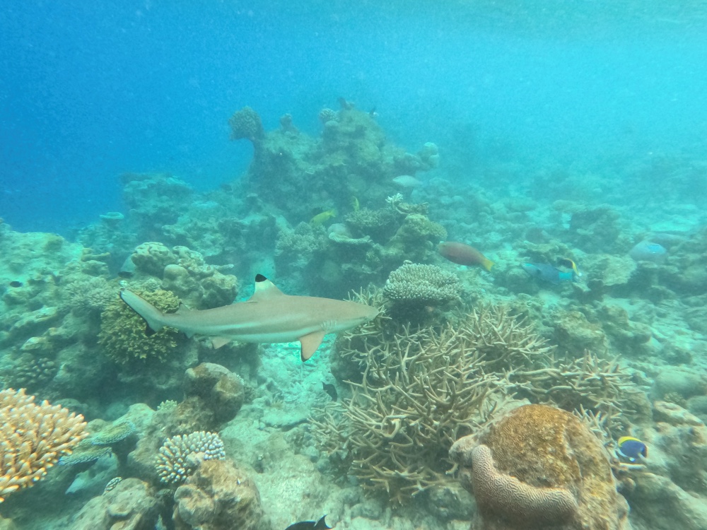 The Halcyon Private Isles Maldives Review
