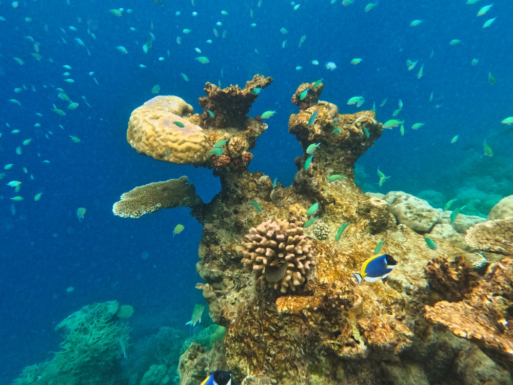 The Halcyon Private Isles Maldives Review