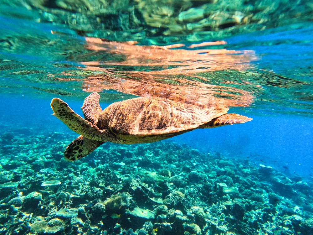 The Halcyon Private Isles Maldives Review