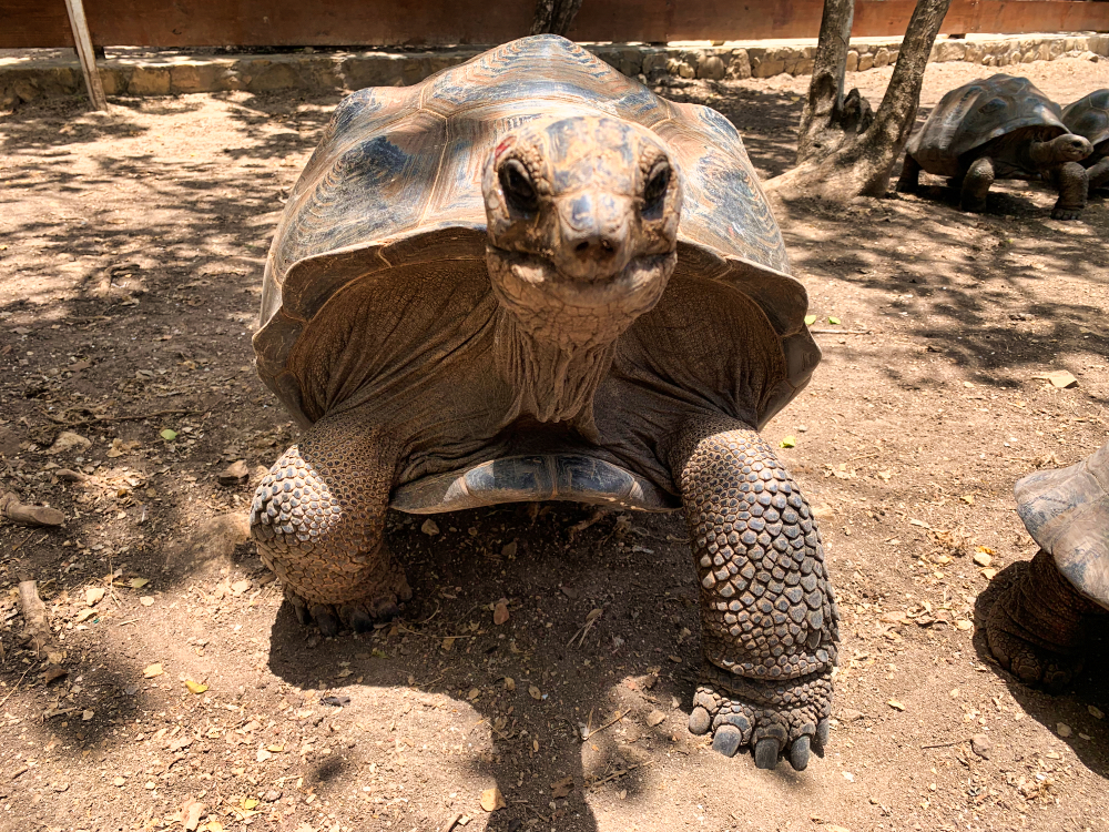 Tortoise Antigua
