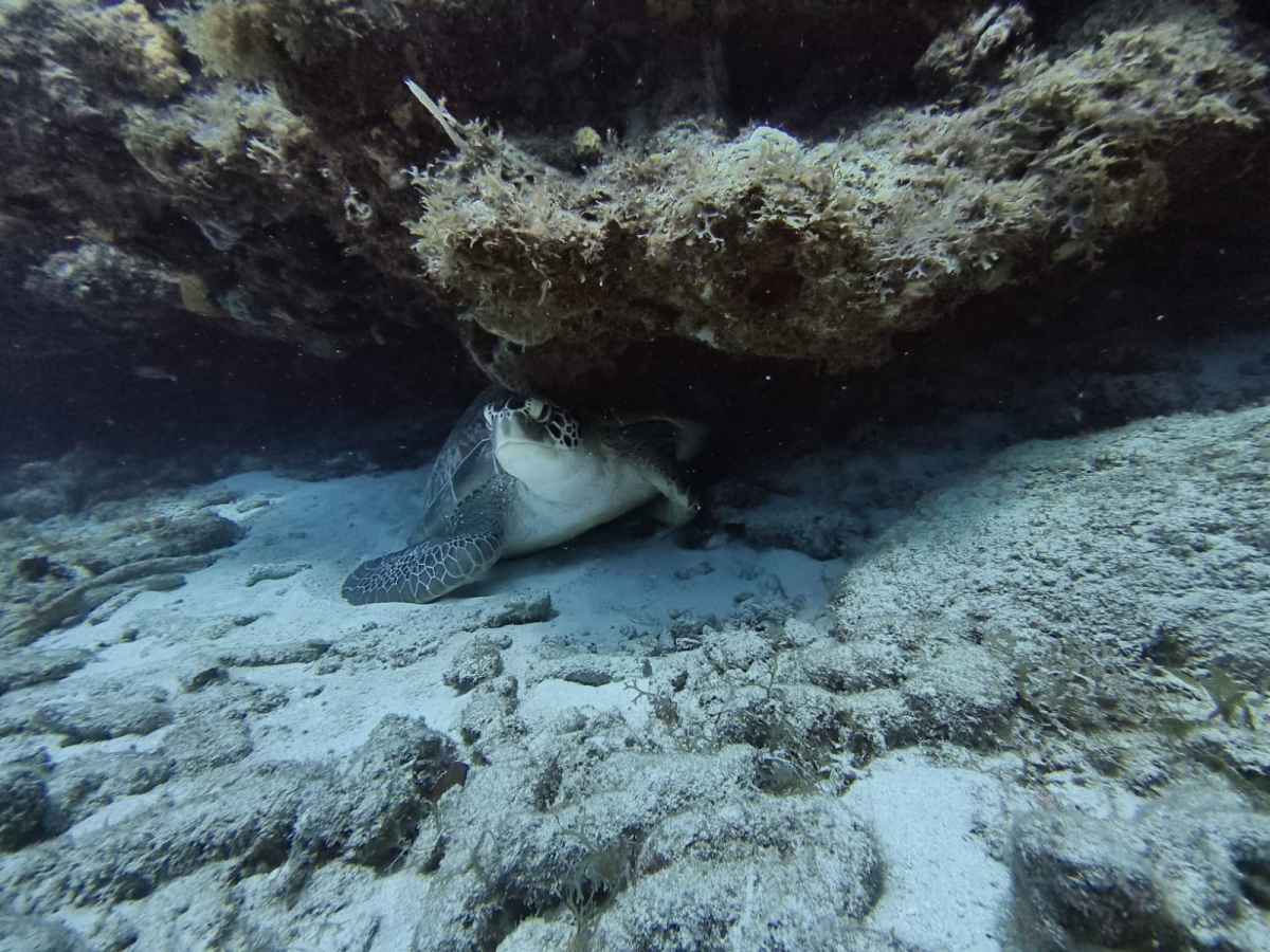 Antigua Scuba School Dive Turtle