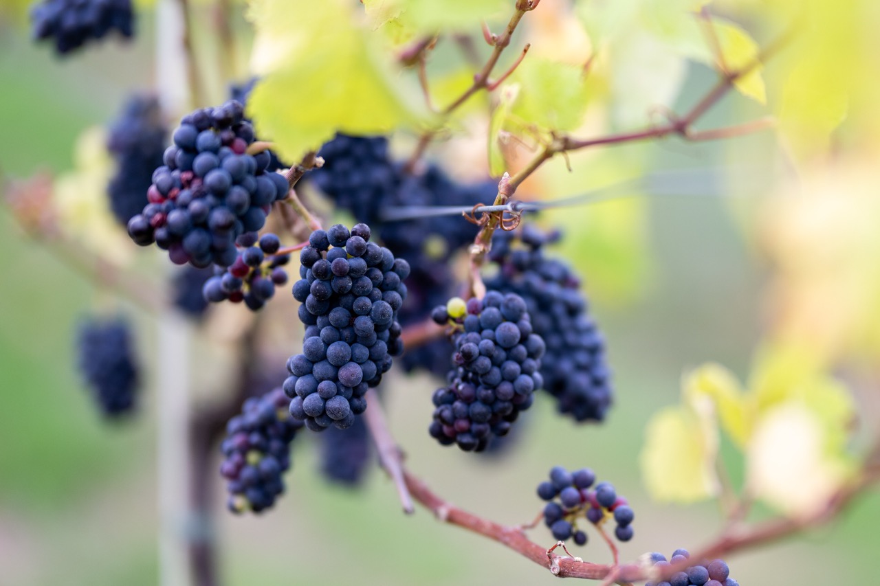 Pinot Noir just before harvest