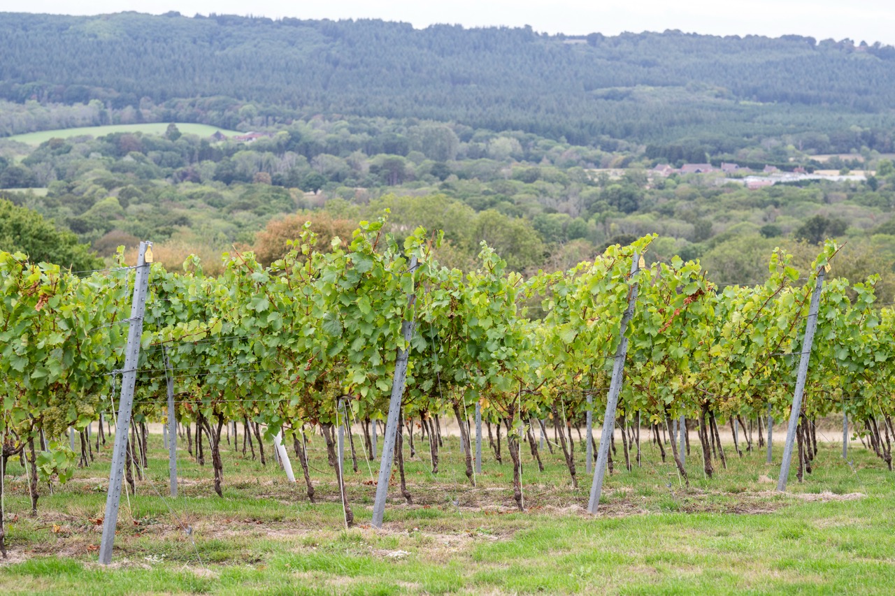 The far reaching vineyards