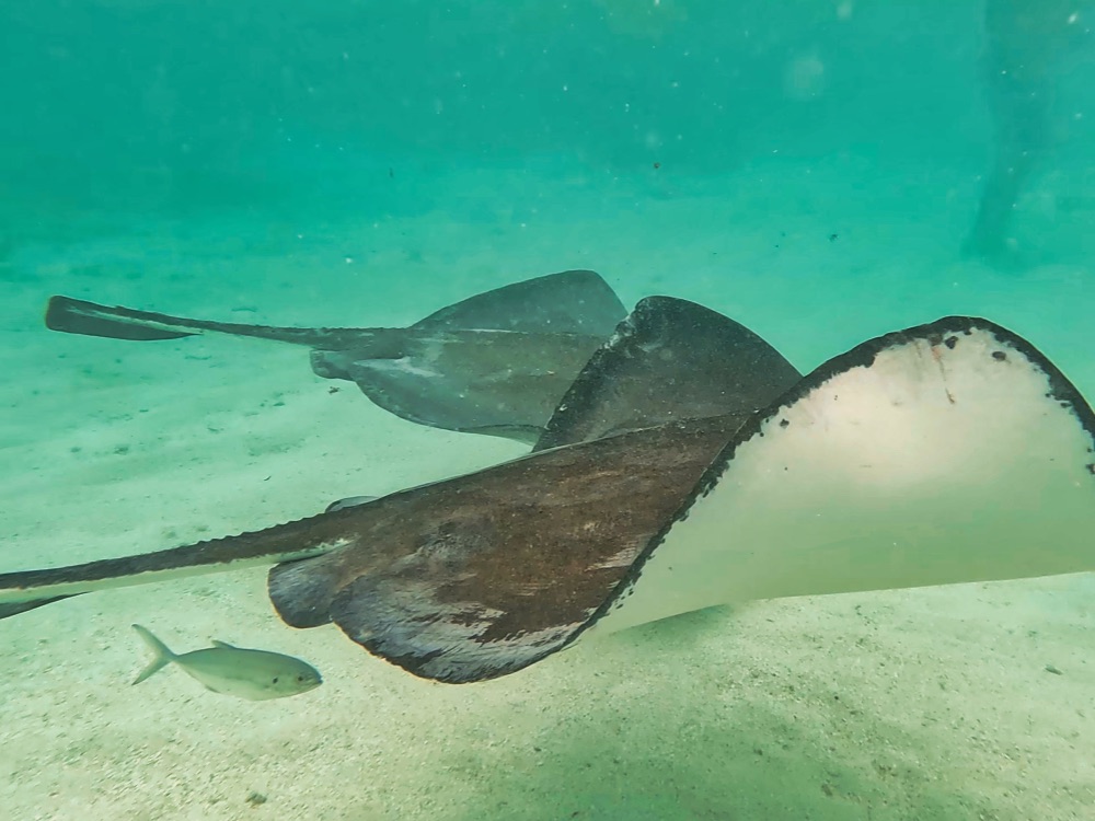 Stingrays Antigua