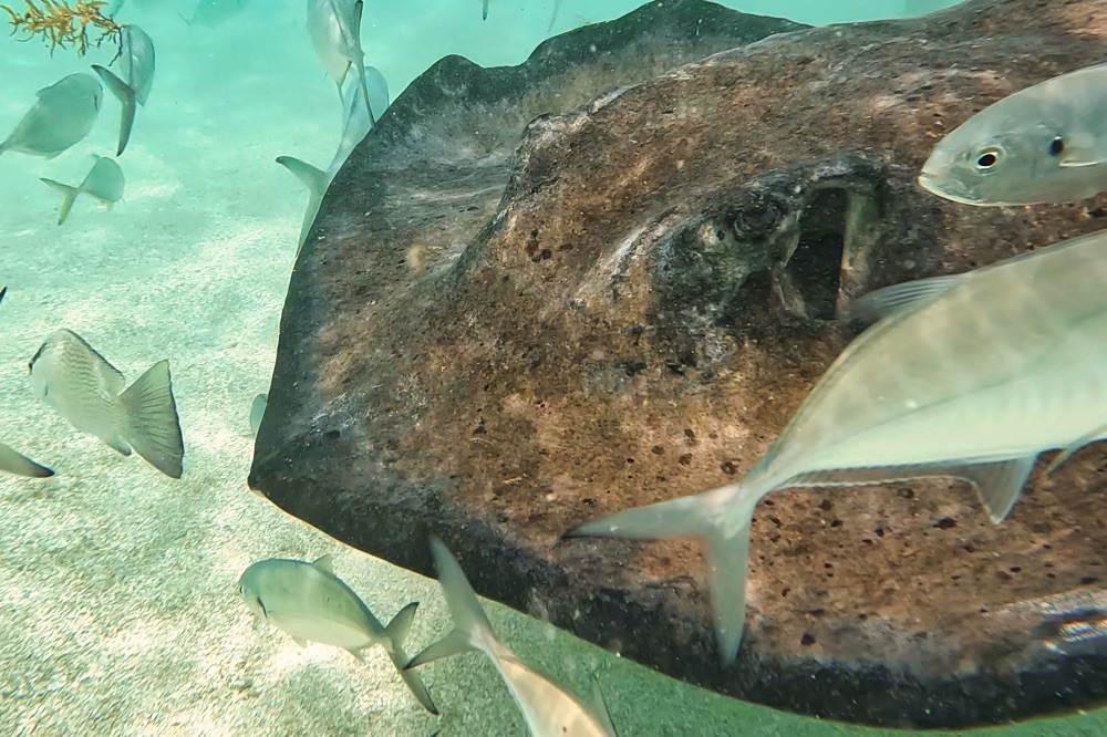 Stingrays Antigua
