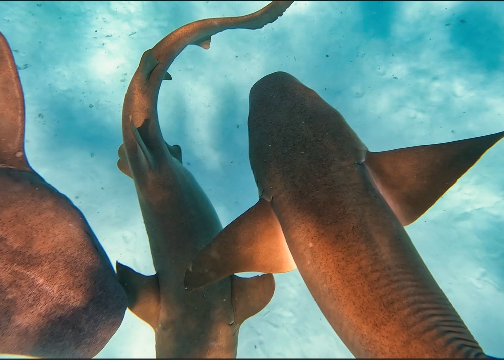 Adaaran Select Meedhupparu Maldives Sharks