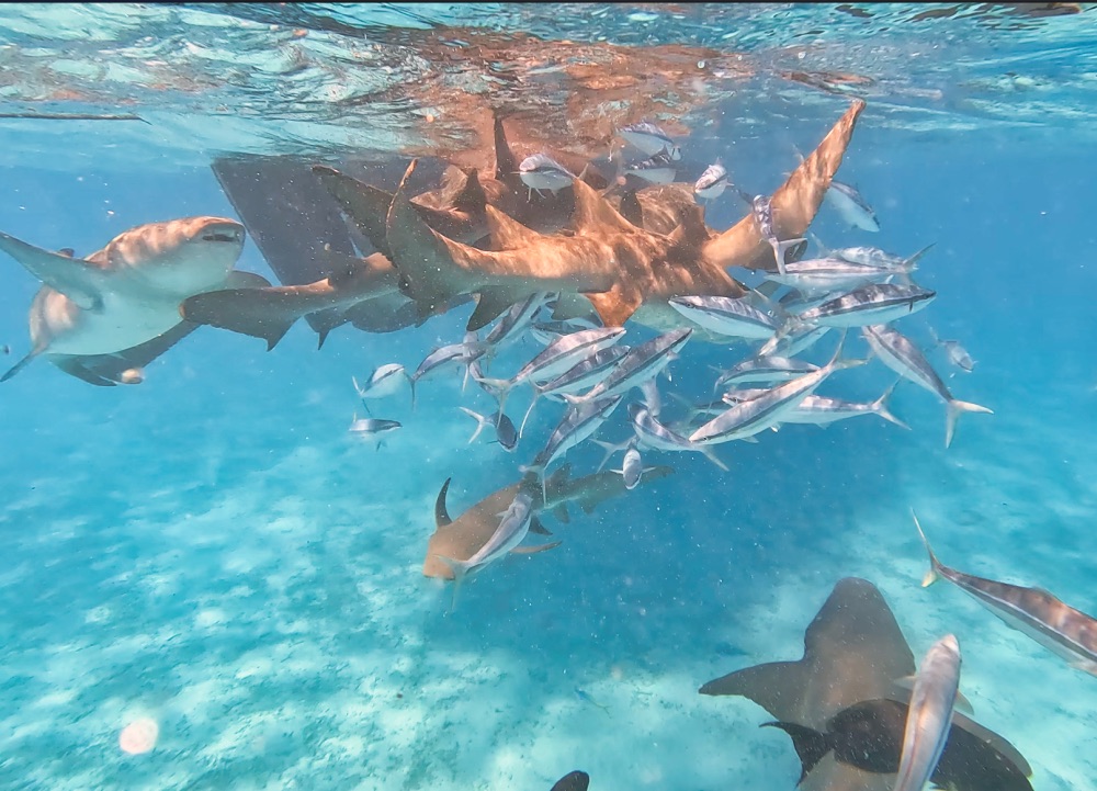 Adaaran Select Meedhupparu Maldives Sharks