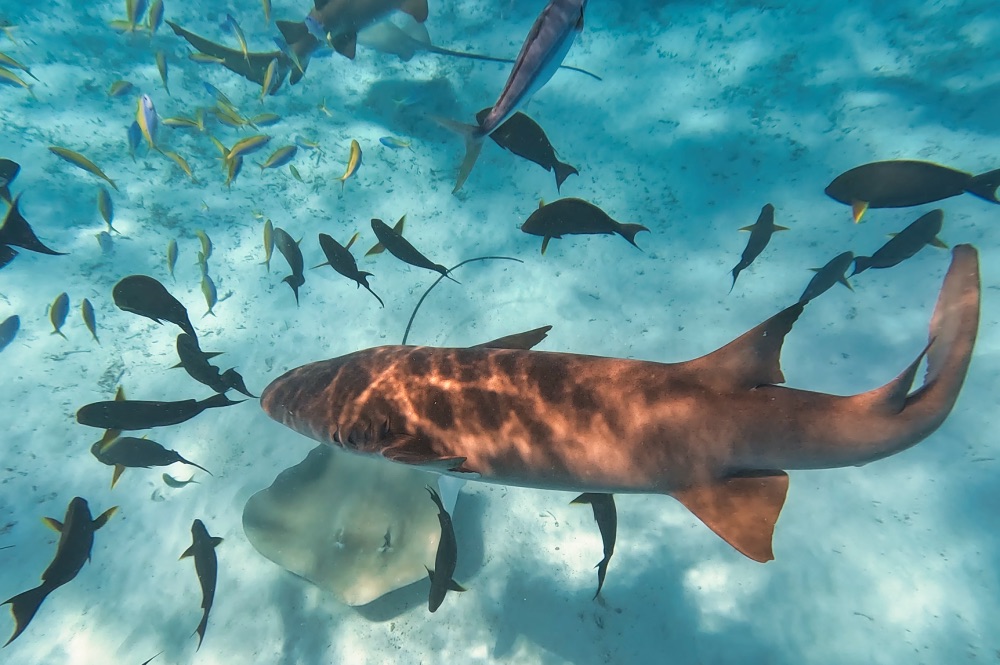 Adaaran Select Meedhupparu Maldives Sharks