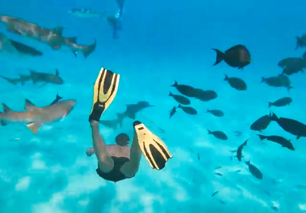 Adaaran Select Meedhupparu Maldives Sharks