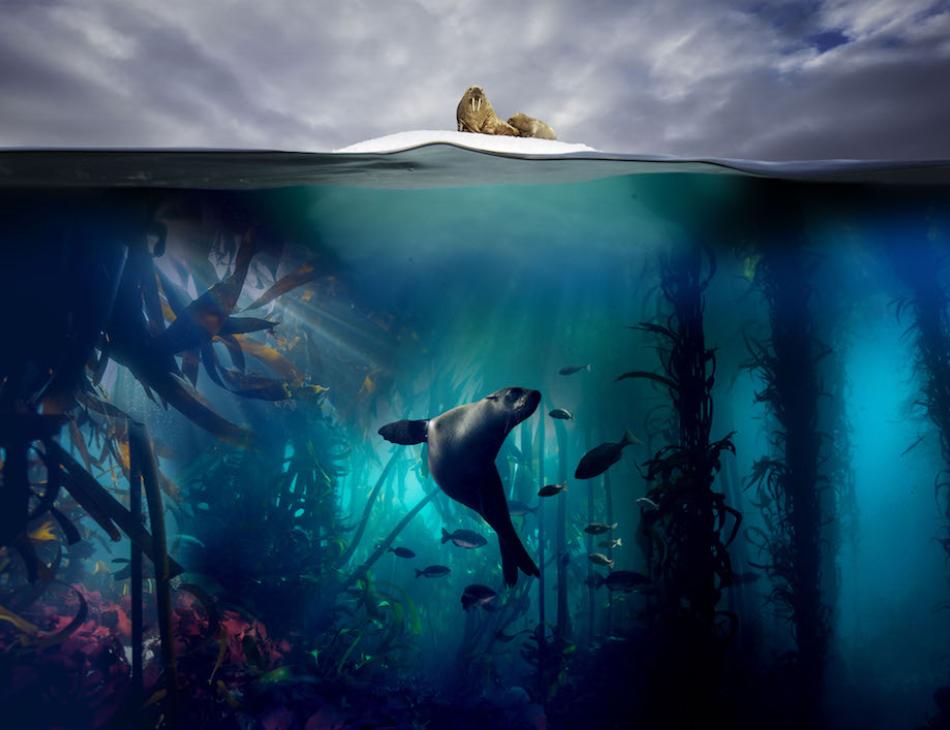 Blue Planet II-The Boiling Sea by Roger Munns