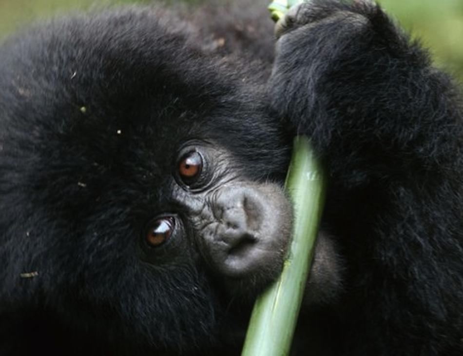 Sir David Attenborough: Help Us Save The Mountain Gorilla