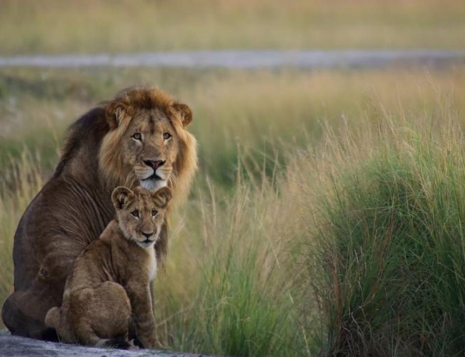 Lady Liuwa The Lion In Liuwa Plain National Park Zambia