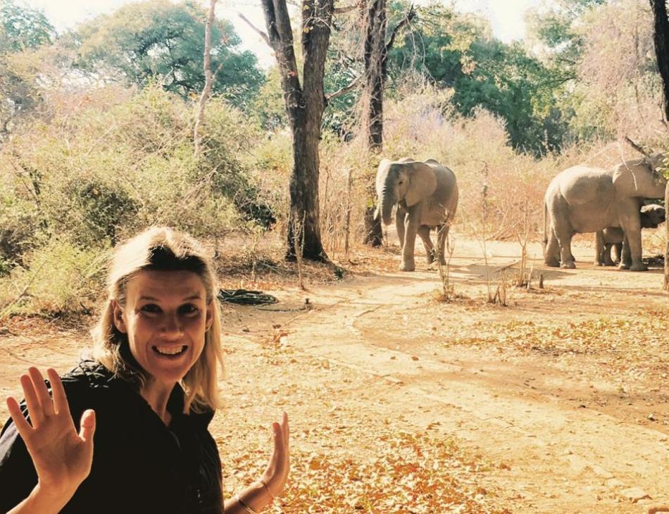 Elephants At The Office-Luxury Safaris