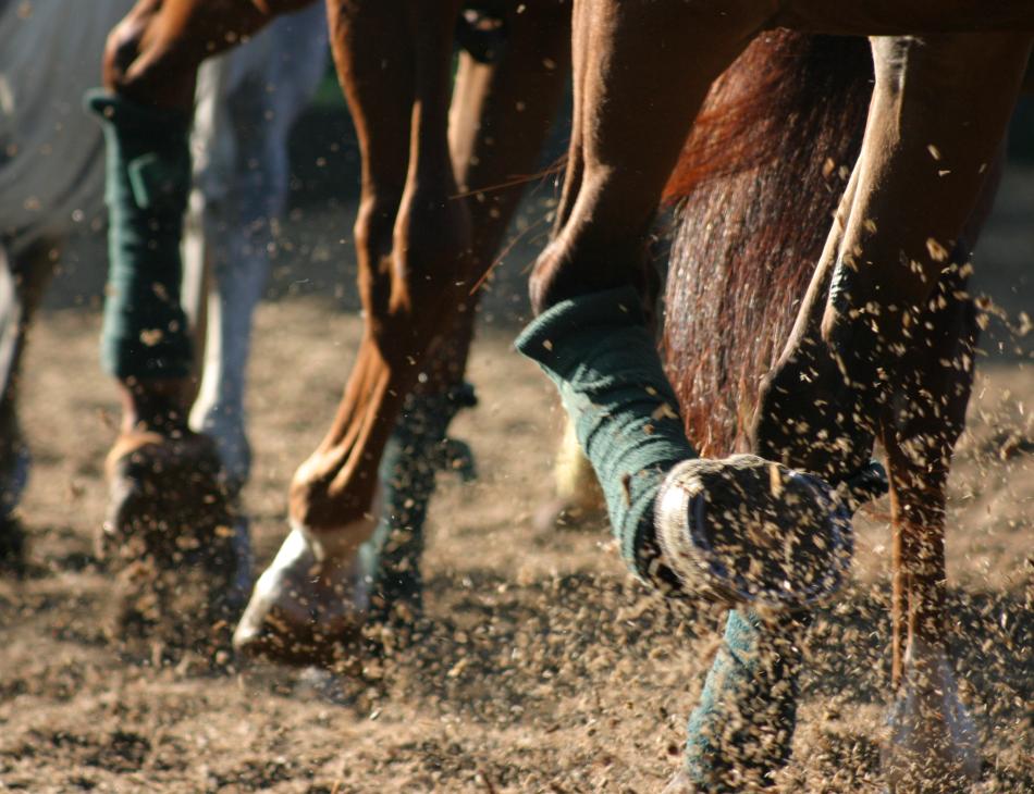 The Royal County of Berkshire Polo Club