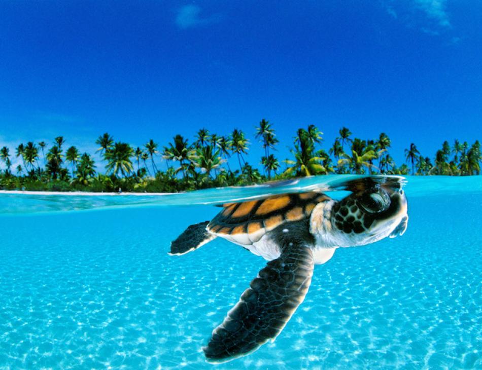 World Turtle Day At The Brando Private Island