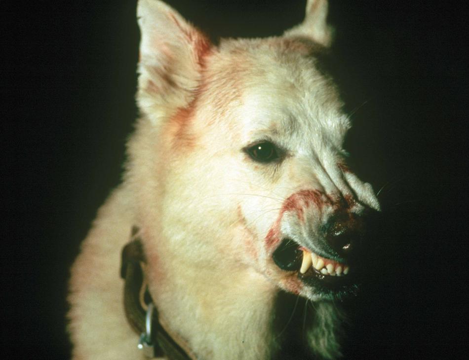White Dog