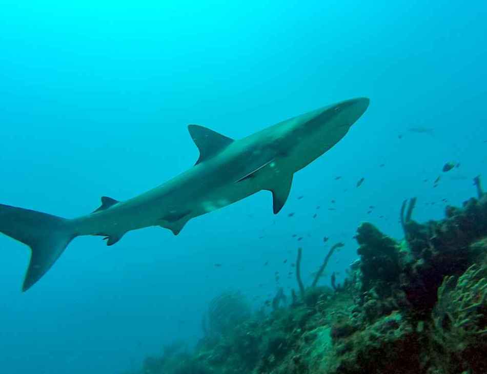 Antigua Scuba School Shark
