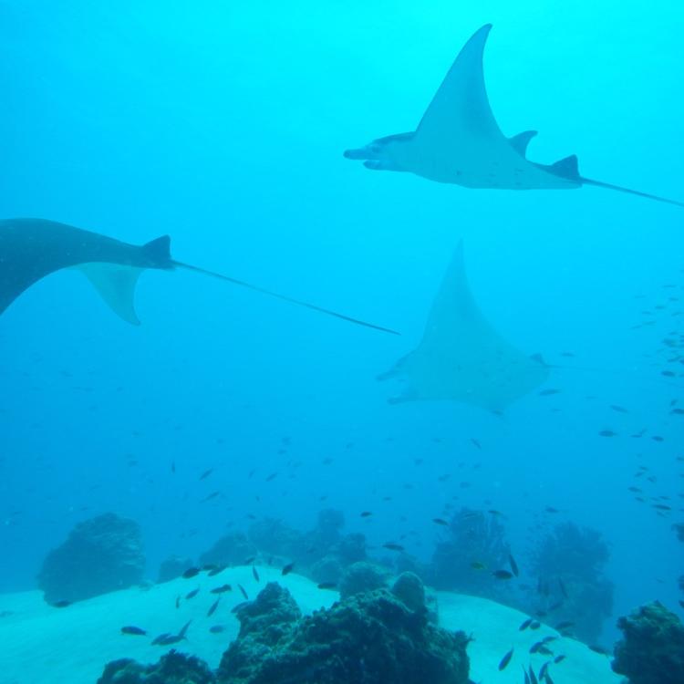 Ozen Maldives: Scuba Diving Manta Ray